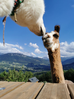 Lama chien Lama chien