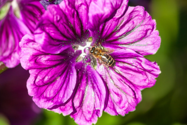 Magnifique spectacle d'une abeille en train de butiner sur une fleur de Mauve