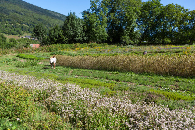 La parcelle de terrain où nous cultivons nos plantes aromatiques et médicinales bio, en complément de l'activité des chambres d'hôtes.