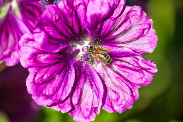 Magnifique spectacle d'une abeille en train de butiner sur une fleur de Mauve