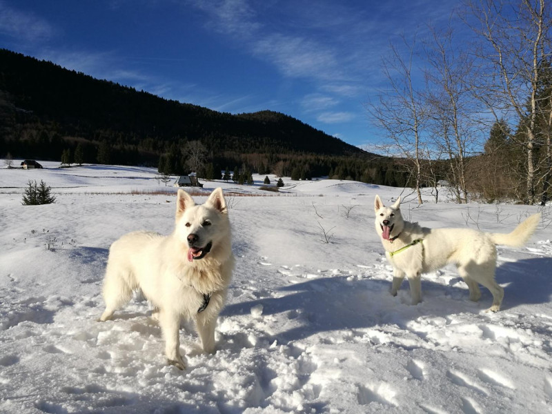 Snow et Laïka nos adorables bergers suisses
