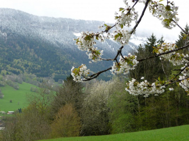 Printemps fleuri et neigeux sur la route forestière