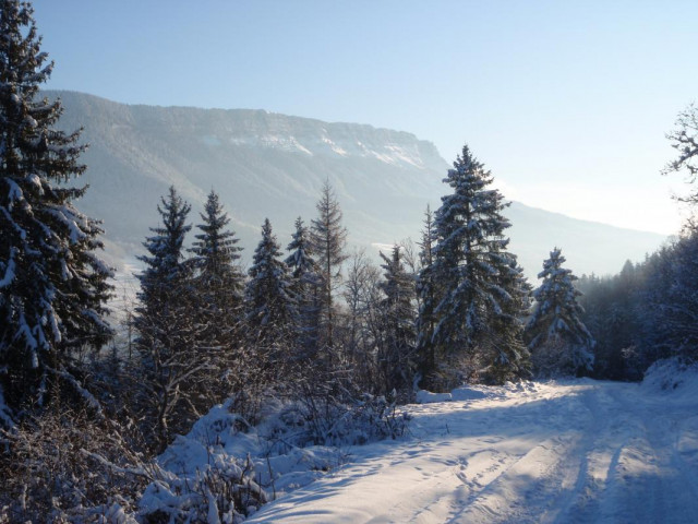 Sur la route forestière