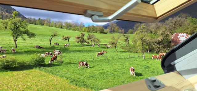 Vue sur les prés patûrés