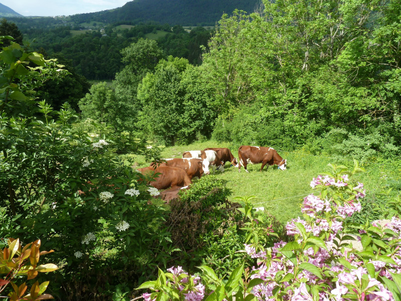 Vue depuis le jardin