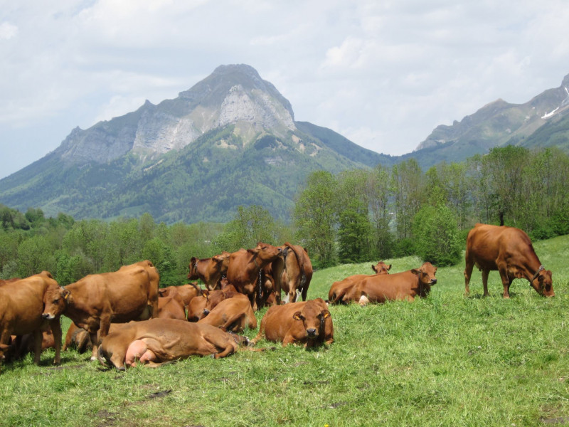 Vue sur les pâturages - Les Frênes - M. et Mme Besançon/Montgelard_Sainte-Reine - © Jean-Louis BESANÇON et Claudine MONTGELARD Vue sur les pâturages - Les Frênes - M. et Mme Besançon/Montgelard_Sainte-Reine